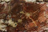 Colorful, Polished Petrified Wood Round - Cherry Creek, NV #347737-1